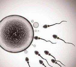 三代试管婴儿能避免心脏主动脉三尖瓣下移畸形吗？