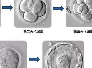 吃锌能提高精子质量吗？提高精子质量的食物有哪些？